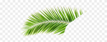 Palmera - Hoja De Palmera Png