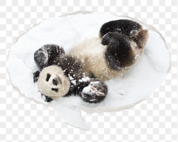 Panda png in snow, animal | Free PNG - rawpixel