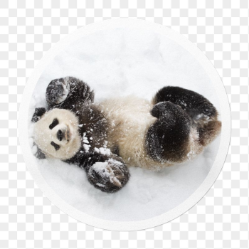 Panda png in snow sticker, | Free PNG - rawpixel