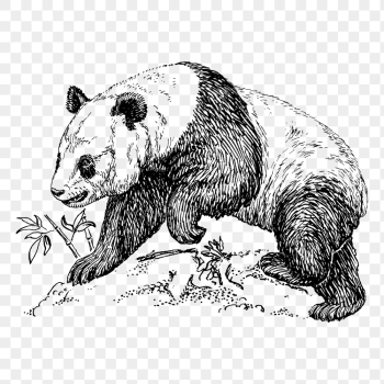 Panda png, vintage animal clipart, | Free PNG Illustration - rawpixel