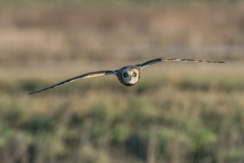 panning photography of owl flying panning photography of owl flying