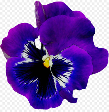 Pansy Flower African violets Common blue violet -  