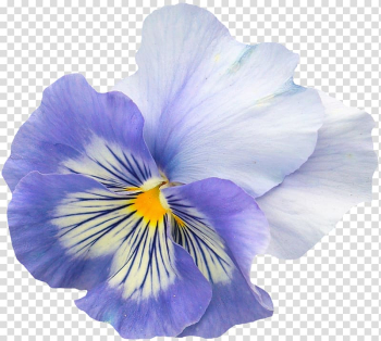 Pansy Flower garden Violet Flower garden, flower transparent background PNG clipart