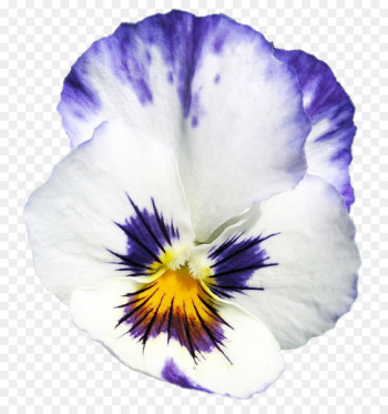 Pansy - flower thumbnail Pansy - flower thumbnail