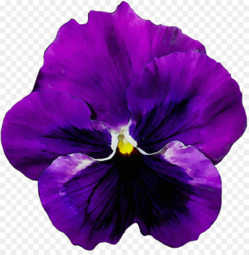 Pansy Flower Violet Portable Network Graphics Image -  