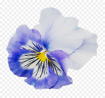 Pansy Yellow Flower garden - Pansy Yellow Flower garden -