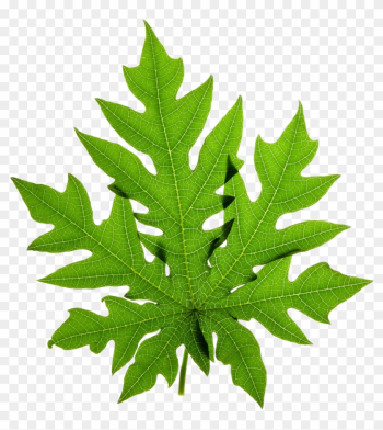 Papaya Clipart Papaya Leaf - Papaya Leaves Png