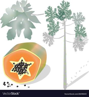 Papaya fruit tree and leaves set vector image Papaya fruit tree and leaves set vector image