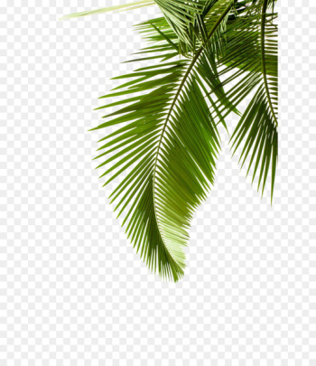 Paper Arecaceae Leaf Palm branch Tree - Leaf pattern Paper Arecaceae Leaf Palm branch Tree - Leaf pattern