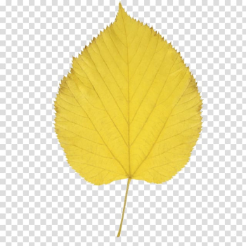 Paper birch Autumn leaf color , yellow leaves transparent background PNG clipart Paper birch Autumn leaf color , yellow leaves transparent background PNG clipart