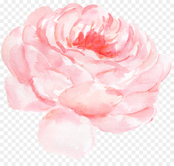 Paper Centifolia roses Watercolor painting Clip art - Peony flower watercolor pattern 