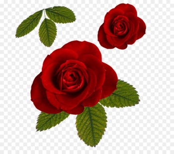 Paper Digital scrapbooking Letter Flower - Leaf Roses Png Paper Digital scrapbooking Letter Flower - Leaf Roses Png