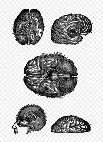 Paper Digital stamp Drawing Brain - Brain Paper Digital stamp Drawing Brain - Brain