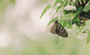 Paper Kite Butterfly Paper Kite Butterfly