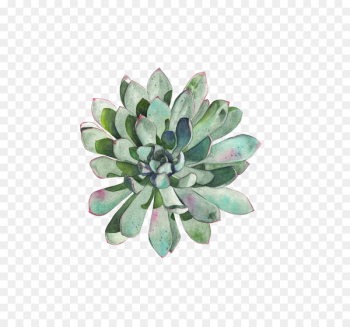 Paper Succulent plant Watercolor painting Printmaking Drawing - succulent plants 