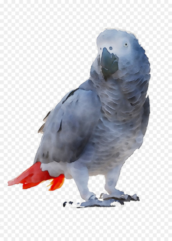 Parakeet Feather Beak Fauna - Parakeet Feather Beak Fauna -