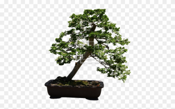 Parent Category - Bonsai Tree Transparent Background Parent Category - Bonsai Tree Transparent Background