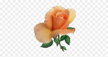 Parent Directory - Garden Roses Parent Directory - Garden Roses