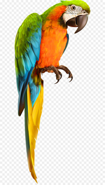 Parrot bird animal vector material Parrot bird animal vector material