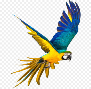 Parrot Bird Blue-and-yellow macaw Stock photography - parrot,Bako 