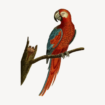 Parrot bird clipart, vintage illustration | Free Vector - rawpixel Parrot bird clipart, vintage illustration | Free Vector - rawpixel