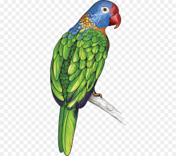Parrot Bird Feather - Colored parrot Parrot Bird Feather - Colored parrot
