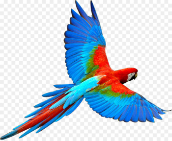 Parrot Bird Flight Scarlet macaw - parrot,Bako Parrot Bird Flight Scarlet macaw - parrot,Bako