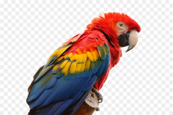 Parrot Bird Scarlet macaw Red-and-green macaw - Color parrot in kind 