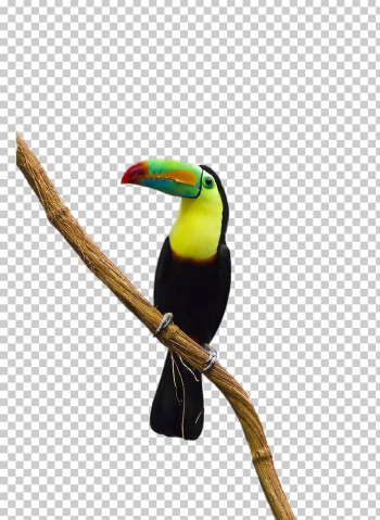 Parrot Bird Toco Toucan PNG, Clipart, Animal, Animals, Beak, Birds ...