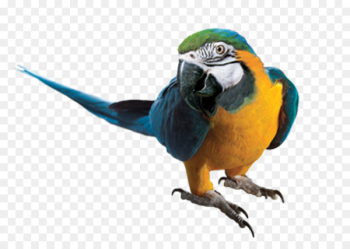 Parrot Blue-and-yellow macaw Portable Network Graphics Clip art - parrot 