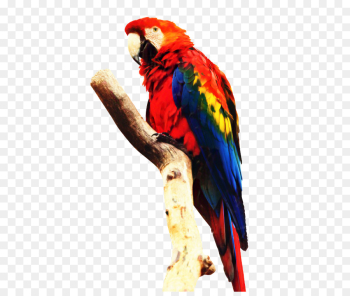 Parrot, Macaw, Bird, Vertebrate PNG Parrot, Macaw, Bird, Vertebrate PNG