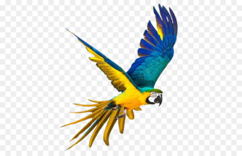 Parrot Stock photography Royalty-free Macaw - rica pattern Parrot Stock photography Royalty-free Macaw - rica pattern