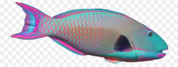 Parrotfish Angelfish Clip art - parrot Parrotfish Angelfish Clip art - parrot