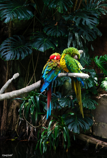 Parrots at the Rainforest Pyramid at Moody Ga.. | Free public domain photo - 434250