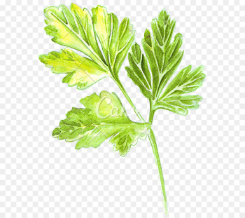 Parsley Drawing Coriander Illustration Watercolor painting - painting 