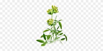 Part Of Herb - Anthyllis Png Part Of Herb - Anthyllis Png