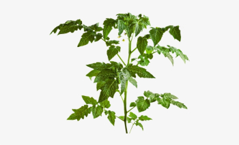 Part Of Tomato Plants Leaf - 481x420 PNG Download - PNGkit