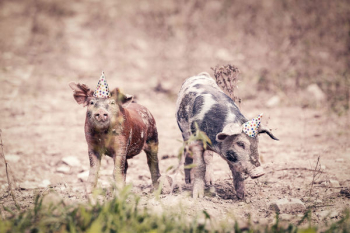 Party Pigs Free Photo Party Pigs Free Photo