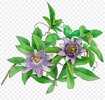Passion Flower Floral design Cut flowers - Passion Flower Floral design Cut flowers -