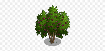 Passion Fruit Tree 100-icon - Christmas Tree Passion Fruit Tree 100-icon - Christmas Tree