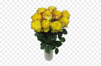 Passionfruit Roses - Garden Roses Passionfruit Roses - Garden Roses