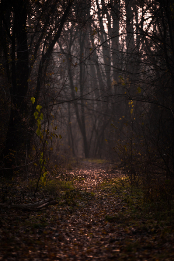 Path Between Trees Path Between Trees