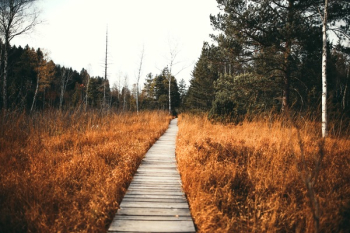 Pathway Along Brown Grass Pathway Along Brown Grass