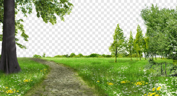 pathway surrounded by green field and bed of flowers, Gratis Tree, Park Meadows Free trees to pull material, free Logo Design Template, tree Branch, landscape png