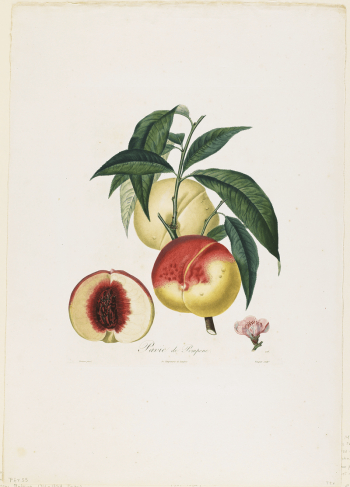Pavie de Pompone. (Peaches), from Traite | Free Photo - rawpixel Pavie de Pompone. (Peaches), from Traite | Free Photo - rawpixel