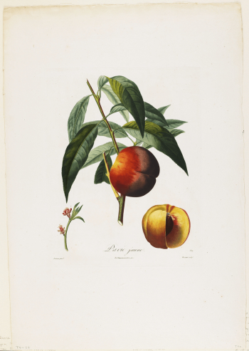 Pavie jaune. (Peaches), from Traite | Free Photo - rawpixel Pavie jaune. (Peaches), from Traite | Free Photo - rawpixel