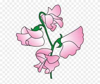 Pea Clipart Sweet Pea - Sweet Pea Flower Clip Art Pea Clipart Sweet Pea - Sweet Pea Flower Clip Art