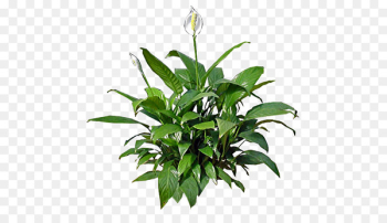 Peace lily Houseplant Flower Lilium candidum - lily Peace lily Houseplant Flower Lilium candidum - lily