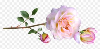 Peace Rose, Stem, Flowers - Rose
