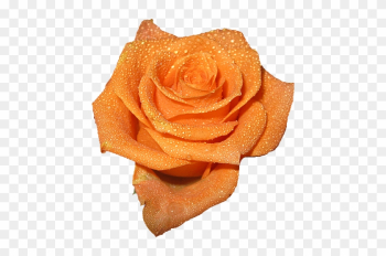 Peach Colored Rose Clipart - Peach Rose Peach Colored Rose Clipart - Peach Rose